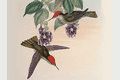 John Gould Hummingbirds 1.0