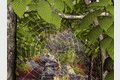Forest Life 3D Screensaver 1.3