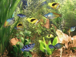 Bildschirmschoner der ein fotorealistisches 3D Aquarium auf den Mac zaubert.